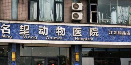 瑞派名望动物医院·皮肤科·猫科(江北精品店)