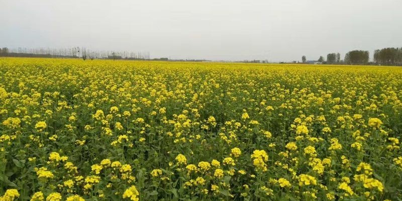 安平万亩油菜花                     地址:衡水市安平县