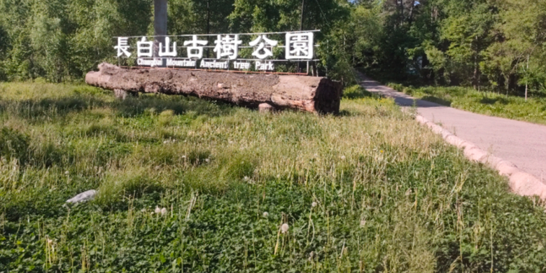 长白山古树公园