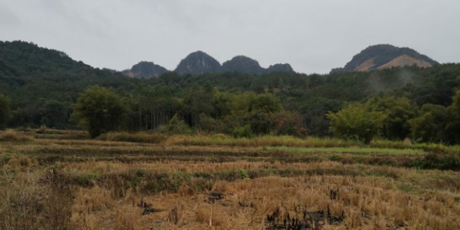 到五指山森林公园