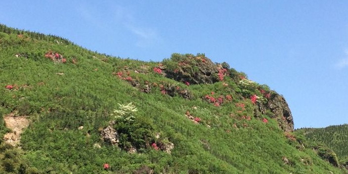 三公山杜娟花海