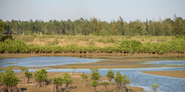 澹庵泉迹红树林自然保护区