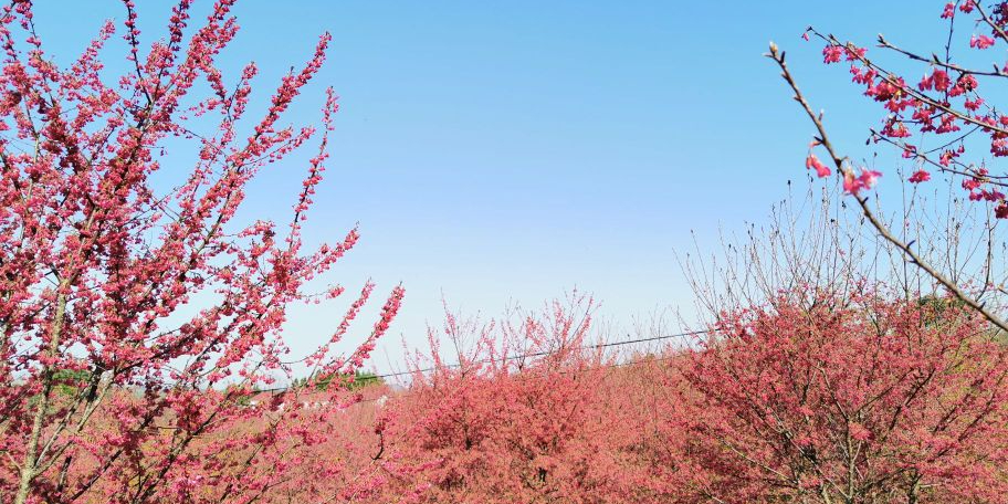 邵东樱花园