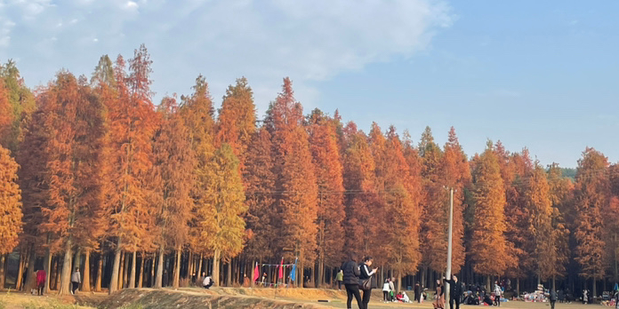红树林风景区