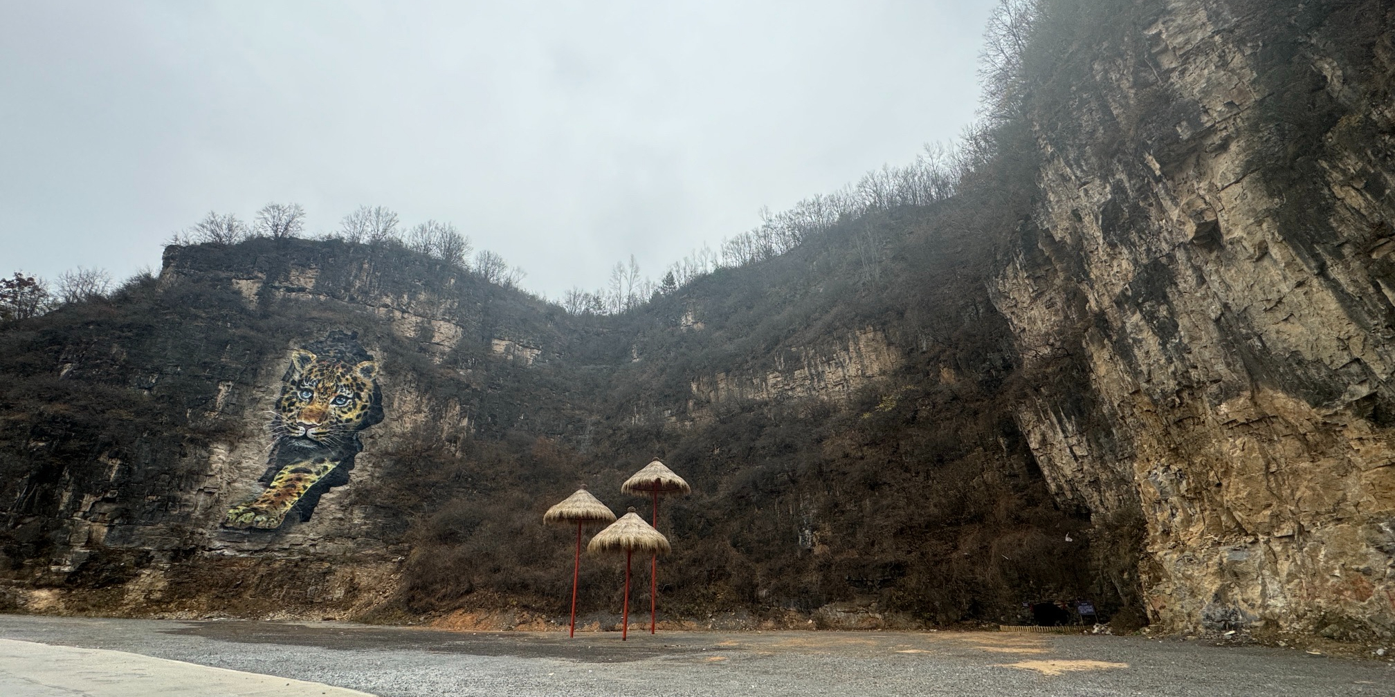网红豹