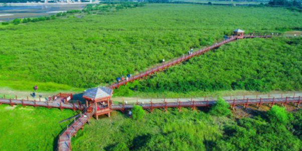阳江红树林生态旅游区