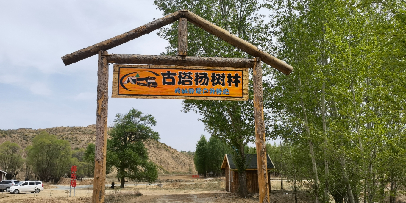 古塔杨树林
