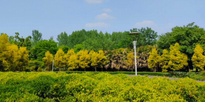 芙蓉长卷药博园