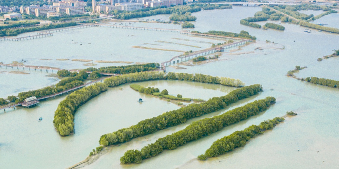 红树林栈道