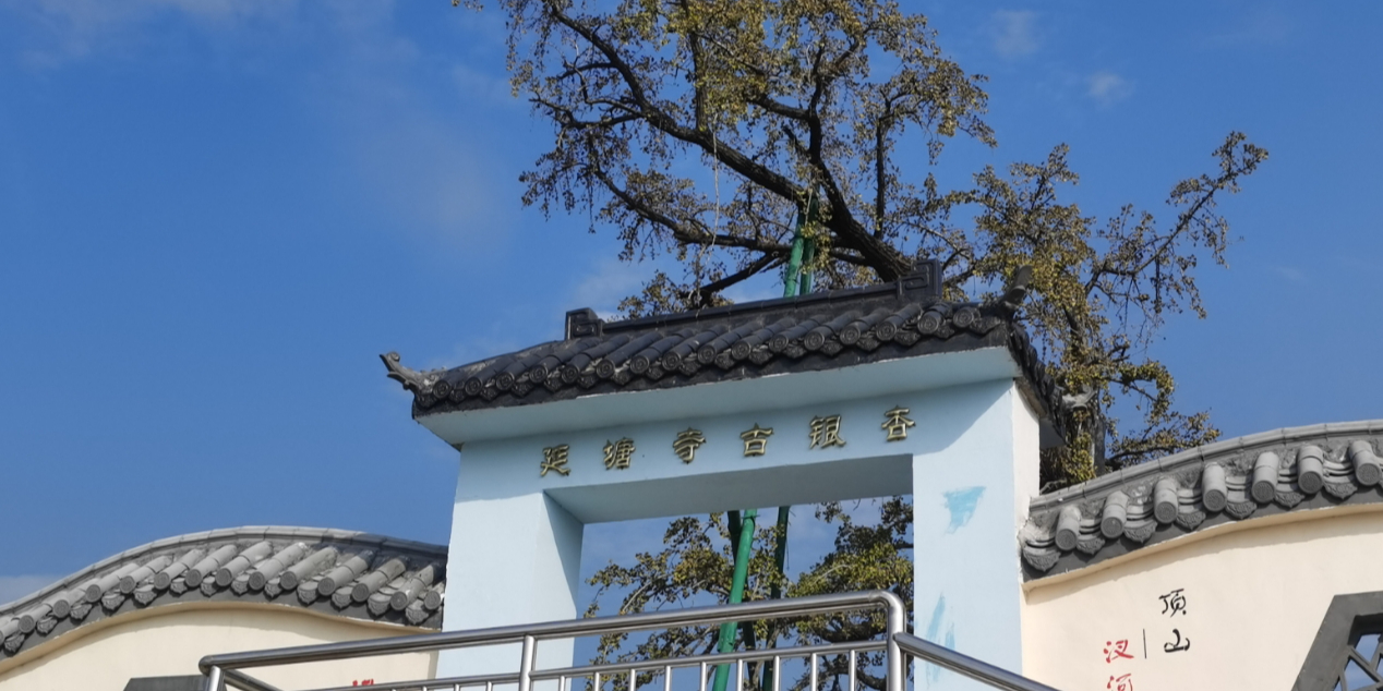 延塘寺古银杏