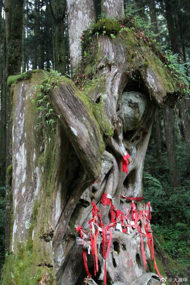 阿里山风景区