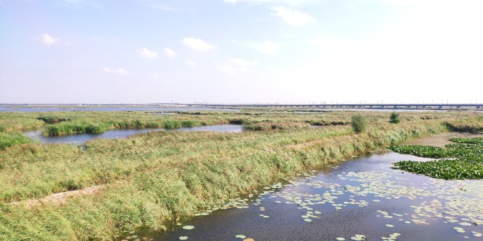 龙凤湿地