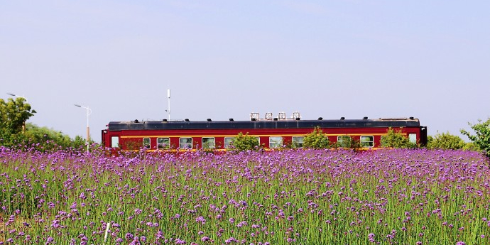 西京湾花海