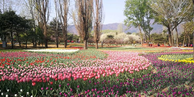 郁金香花园