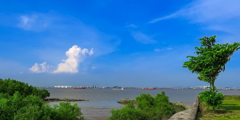 海鸥岛红树林湿地公园