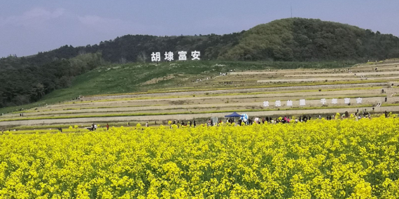 富安七彩油菜花田