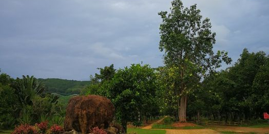 勐泐雨林公圆