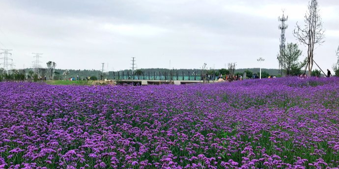 柳梢堰湿地公园