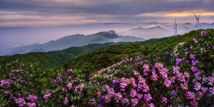 赵云山杜鹃花海