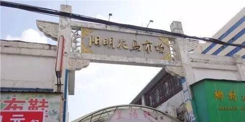 阳明花鸟市场