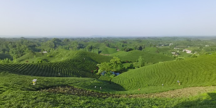 文新茶村