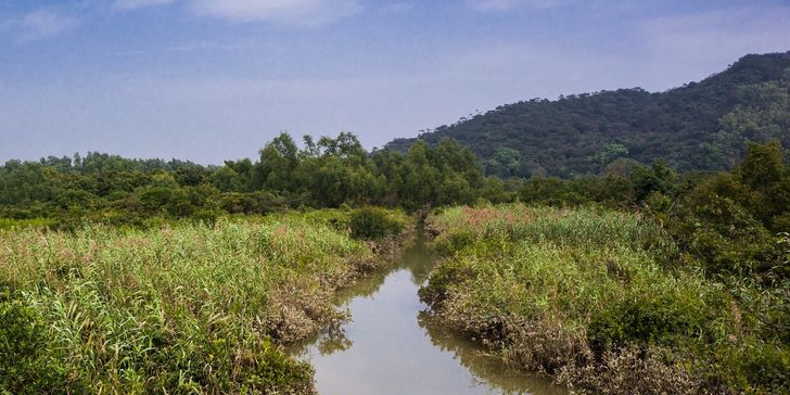 淇澳湿地生态园