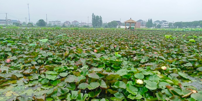 莲泗荡风景区