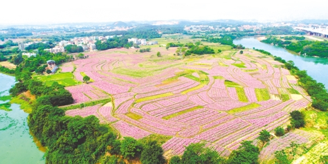 贝丘花海