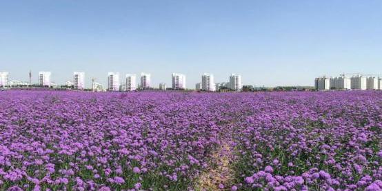 金昌市十里花海景区