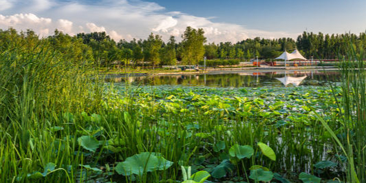 高湖湿地公园