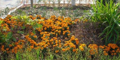 小拐乡芳香植物园