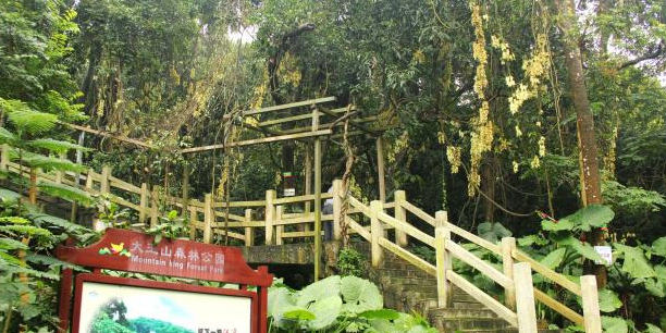 禾雀花观赏区