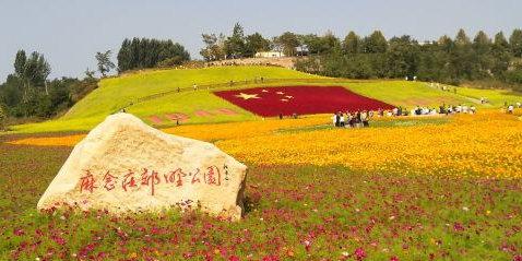 麻念庄花海