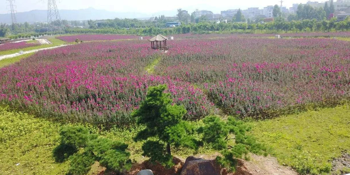 紫薇主题公园