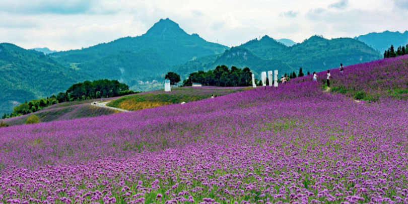 七彩花都