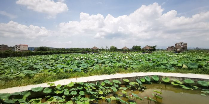 蒙头山菏花观赏园