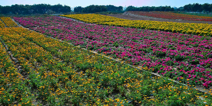 立新湖公园-七彩花田
