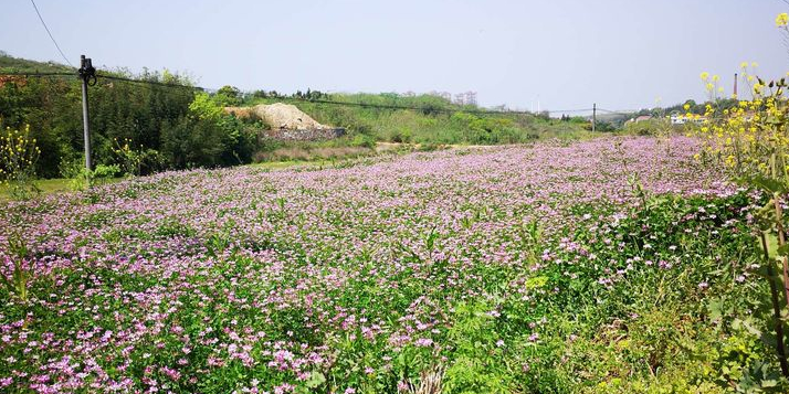 千旗山植物园