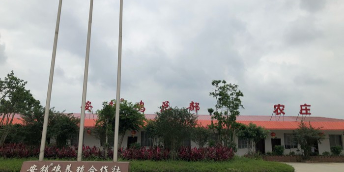 安铺鸡总部农庄