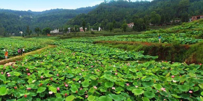 罐子沟荷花谷旅游景区