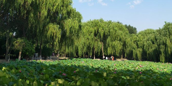 包头市阿尔丁植物公园-东区