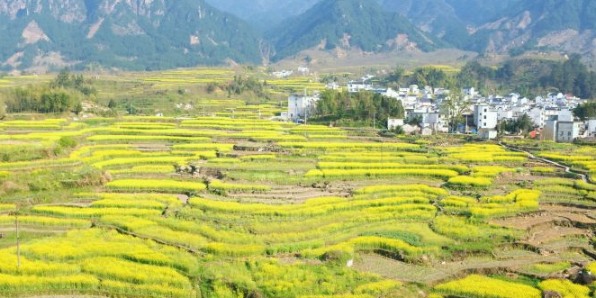 梅圩岭家朋油菜花摄影点