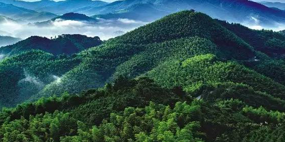 泰和楠木林景区