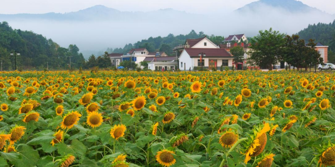 安徽省芜湖市南陵县