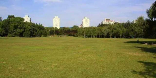 海淀公园-中心草坪