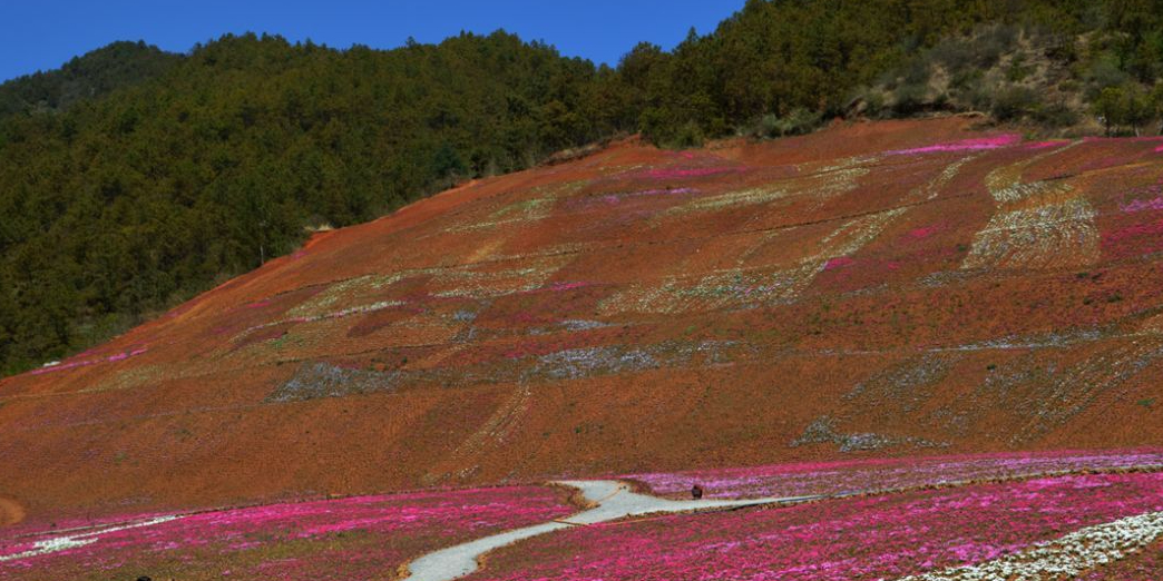 云南昭通白虎山花卉盆景主题庄园
