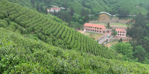 西九华山景区-茶山观赏区
