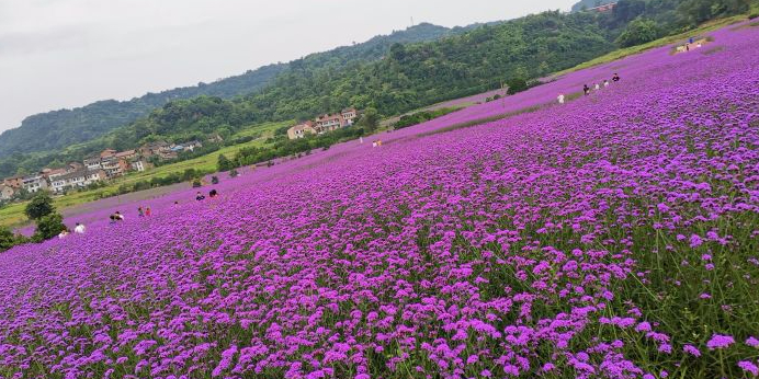 十里柚香生态旅游区