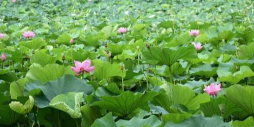 镇江梓阳植物园