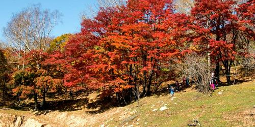 吉林省白山市浑江区四方山枫叶谷(078县道西)